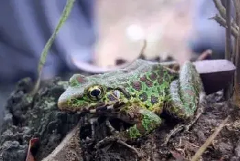 青蛙怎样繁殖