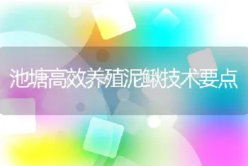 池塘高效养殖泥鳅技术要点