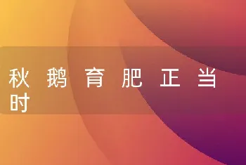 秋鹅育肥正当时