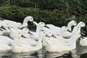 连城白鸭养多久能出栏？好赚钱吗