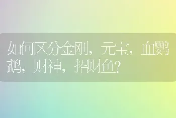 如何区分金刚，元宝，血鹦鹉，财神，招财鱼？