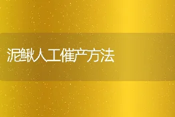 泥鳅人工催产方法