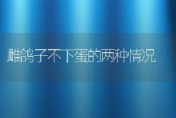 雌鸽子不下蛋的两种情况