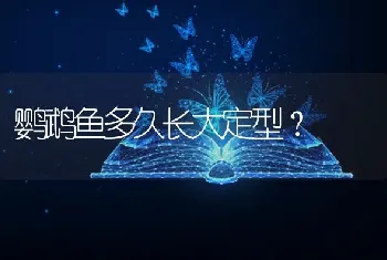 鹦鹉鱼多久长大定型？