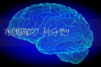 布偶猫的7种分类？