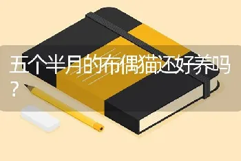 三个月大的金毛误食了一大坨泡沫怎么办很着急等发现时它已经吃进去了？