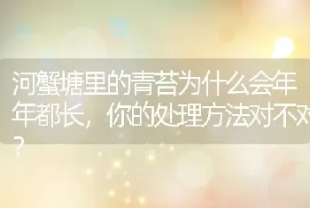 河蟹塘里的青苔为什么会年年都长，你的处理方法对不对？