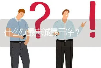 什么狗最忠诚最干净？