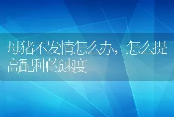 母猪不发情怎么办，怎么提高配种的速度