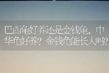 巴西龟好养还是金钱龟、中华龟好养？金钱龟能长大吗？