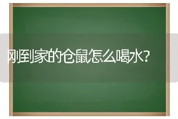 刚到家的仓鼠怎么喝水？