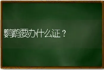 鹦鹉要办什么证？