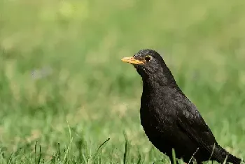 人工饲养乌鸫鸟的方法