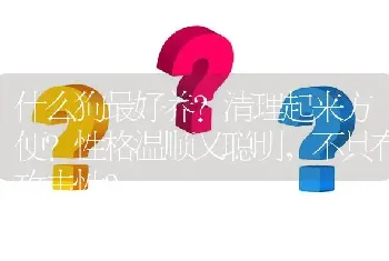 什么狗最好养？清理起来方便？性格温顺又聪明，不具有攻击性？