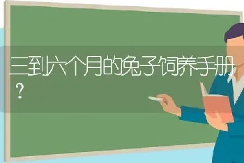 三到六个月的兔子饲养手册？