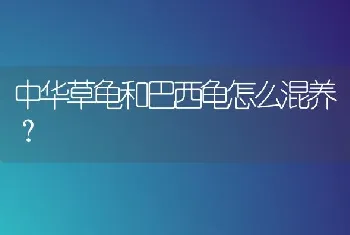 中华草龟和巴西龟怎么混养？