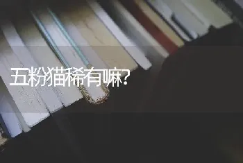 五粉猫稀有嘛？