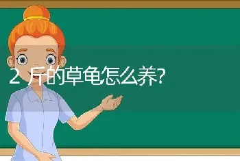 2斤的草龟怎么养？