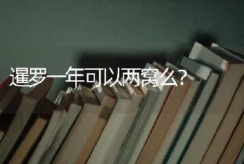 暹罗一年可以两窝么？