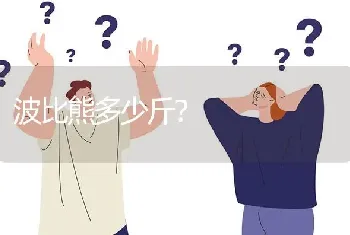 波比熊多少斤？