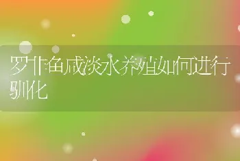 罗非鱼咸淡水养殖如何进行驯化