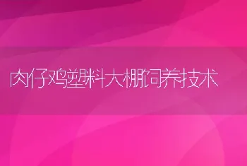 肉仔鸡塑料大棚饲养技术