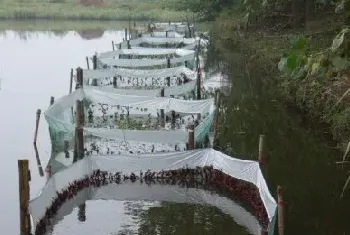 小龙虾对微生物饵料的需求