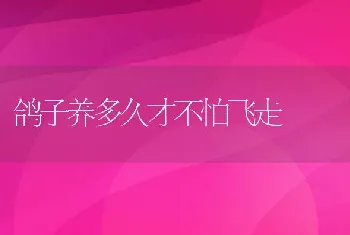 鸽子养多久才不怕飞走