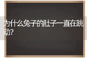 为什么兔子的肚子一直在跳动？