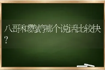 八哥和鹦鹉哪个说话比较快？