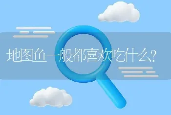 地图鱼一般都喜欢吃什么？