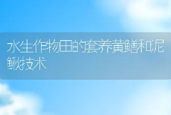 水生作物田的套养黄鳝和泥鳅技术