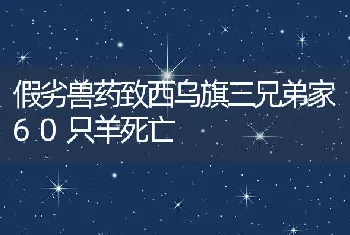 假劣兽药致西乌旗三兄弟家60只羊死亡