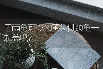 巴西龟可以和黄头侧颈龟一起养吗？