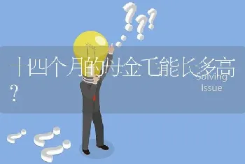 十四个月的母金毛能长多高？