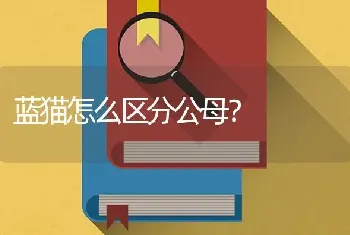 蓝猫怎么区分公母？