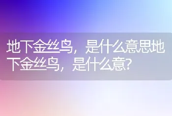 地下金丝鸟，是什么意思地下金丝鸟，是什么意？