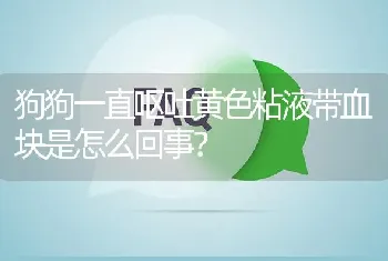 狗狗一直呕吐黄色粘液带血块是怎么回事？