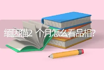 缅因猫2个月怎么看品相？