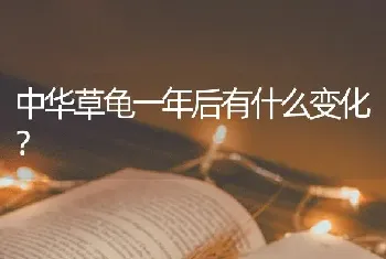 中华草龟一年后有什么变化？