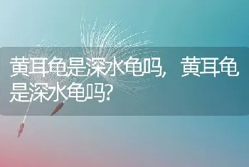 黄耳龟是深水龟吗，黄耳龟是深水龟吗？