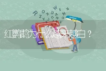 红鹦鹉为什么越来越白？