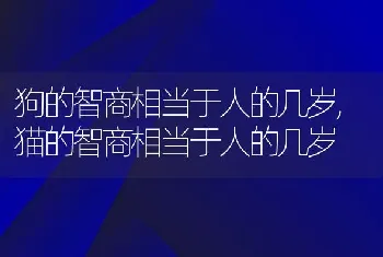 狗的智商相当于人的几岁，猫的智商相当于人的几岁