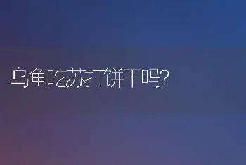 乌龟吃苏打饼干吗？