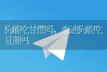 狗能吃甘蔗吗，泰迪狗能吃甘蔗吗