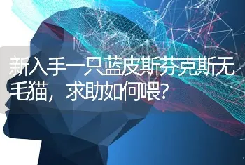 新入手一只蓝皮斯芬克斯无毛猫，求助如何喂？