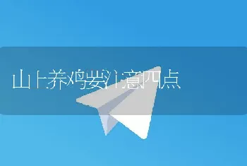 山上养鸡要注意四点