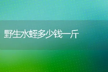 野生水蛭多少钱一斤