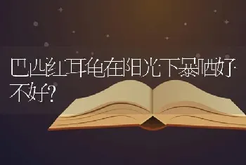 巴西红耳龟在阳光下暴晒好不好？