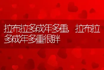 拉布拉多成年多重，拉布拉多成年多重很胖